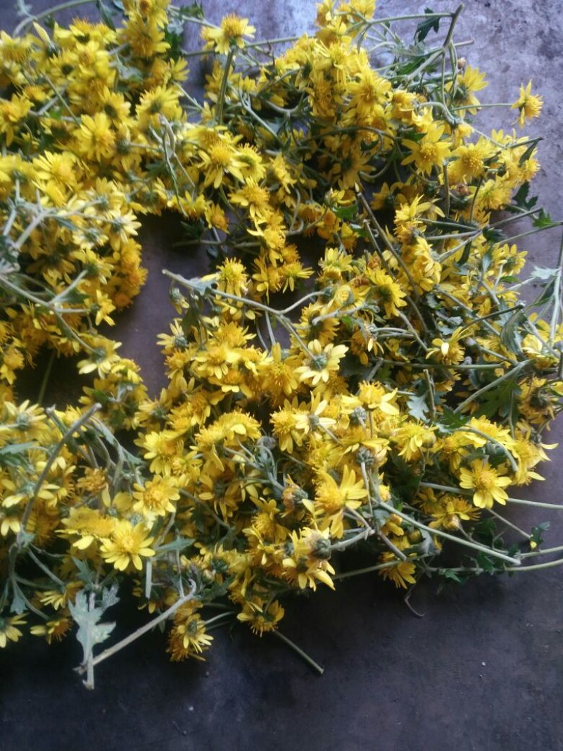 野菊花袋装