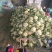 白面青梗松花菜2~3斤散花乳白代收代发