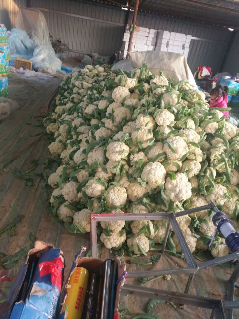 白面青梗松花菜2~3斤散花乳白代收代发