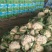 白面青梗松花菜2~3斤散花乳白代收代发
