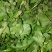 荠菜10cm以上