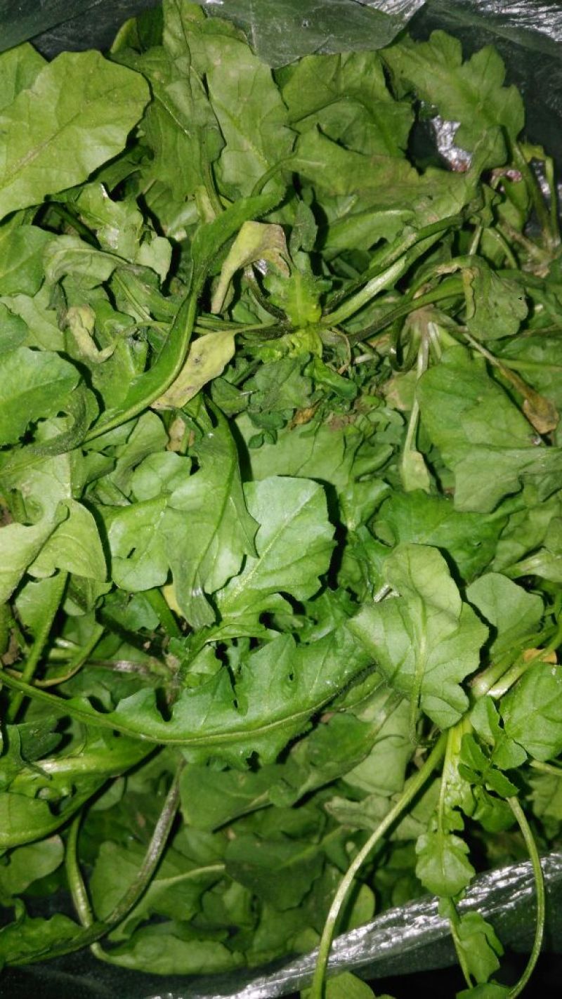 荠菜10cm以上