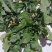 荠菜10cm以上