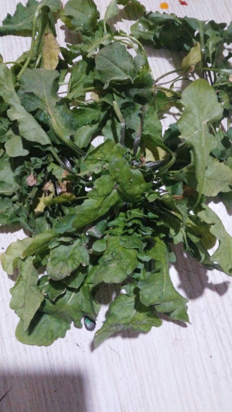 荠菜10cm以上