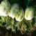 大白菜净菜4~6斤
