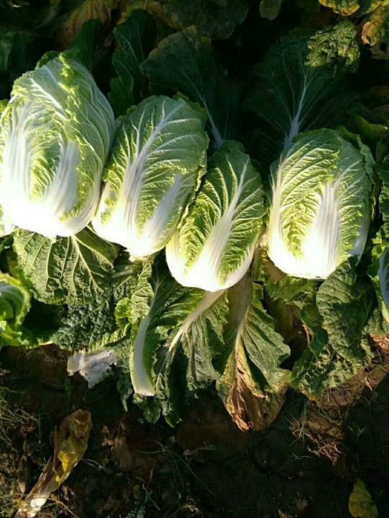 大白菜净菜4~6斤