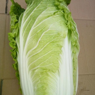 大白菜净菜4~6斤