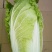 大白菜净菜4~6斤