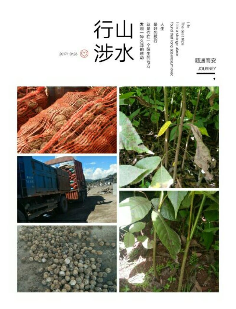 山核桃苗100~150cm一年苗