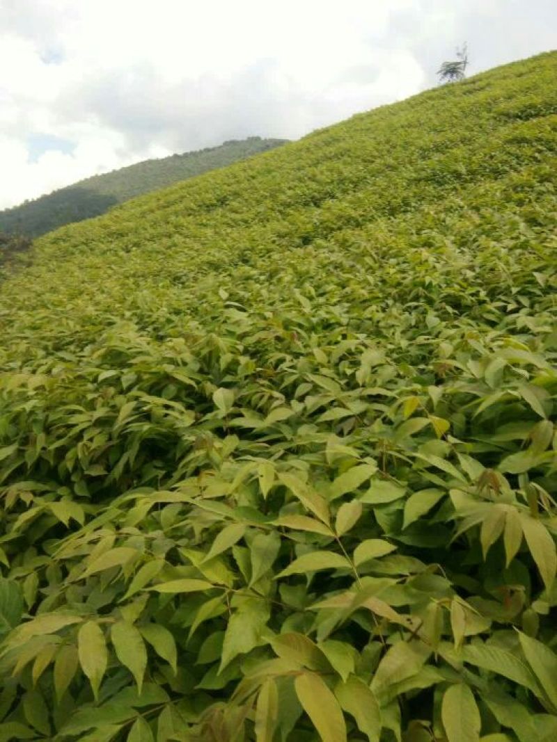 山核桃苗100~150cm一年苗