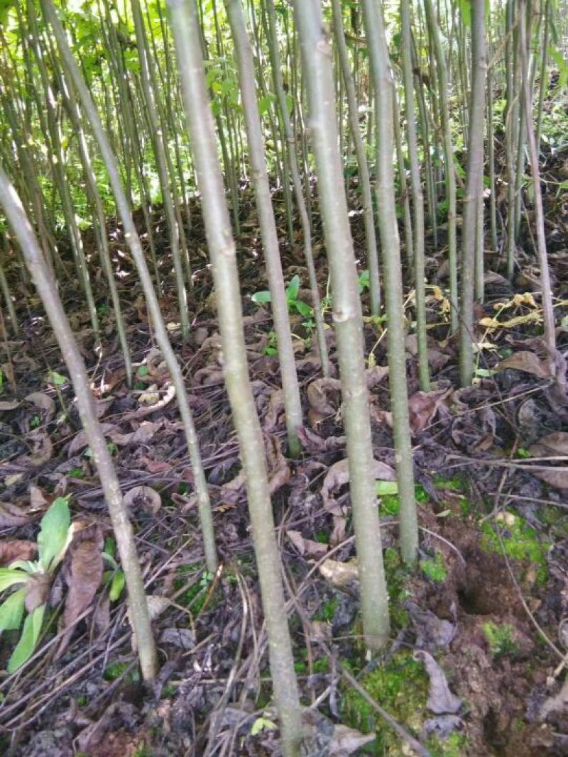 山核桃苗100~150cm一年苗