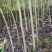 山核桃苗100~150cm一年苗