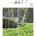 山核桃苗100~150cm一年苗