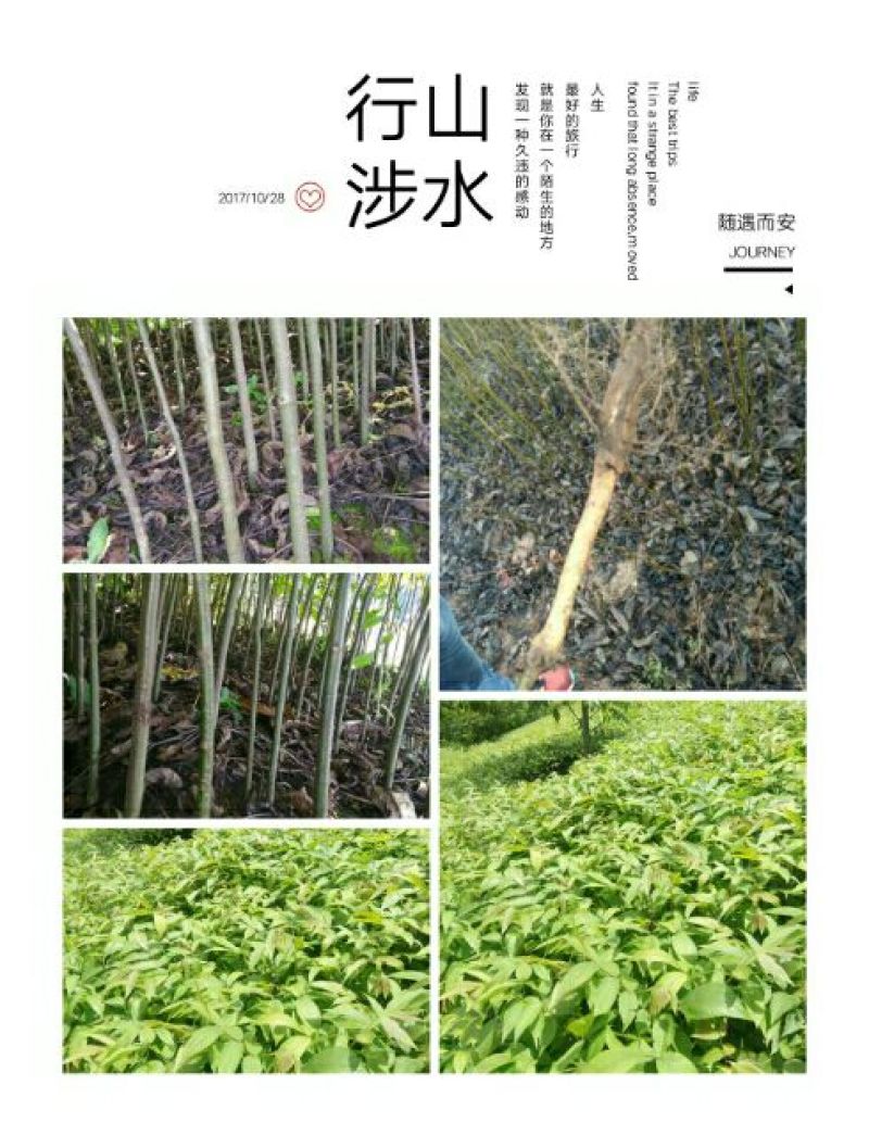山核桃苗100~150cm一年苗