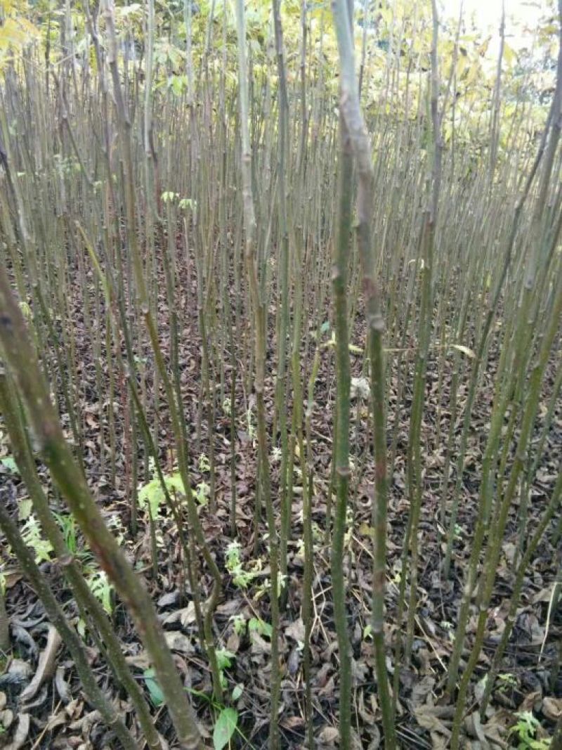 山核桃苗100~150cm一年苗