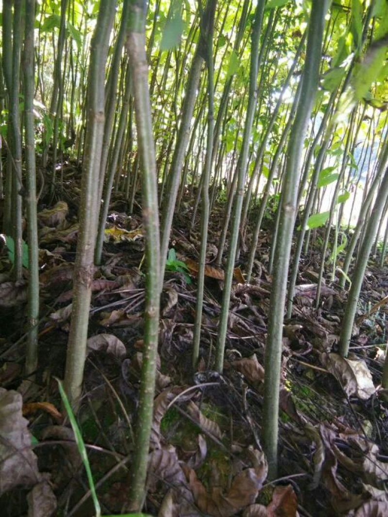 山核桃苗100~150cm一年苗