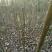 山核桃苗100~150cm一年苗