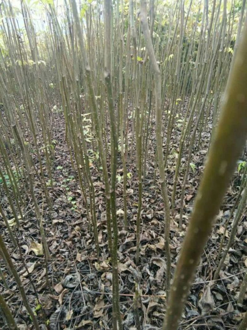 山核桃苗100~150cm一年苗