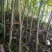 山核桃苗100~150cm一年苗