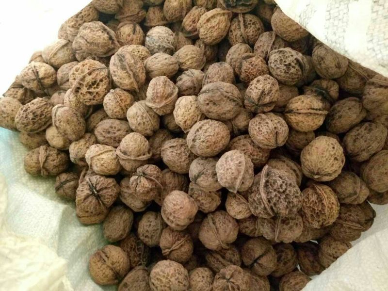 山核桃苗100~150cm一年苗