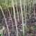 山核桃苗100~150cm一年苗