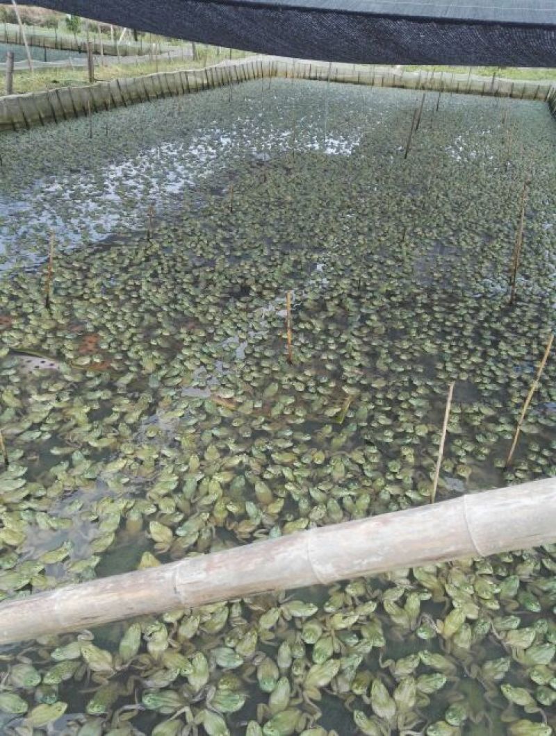 牛蛙蝌蚪