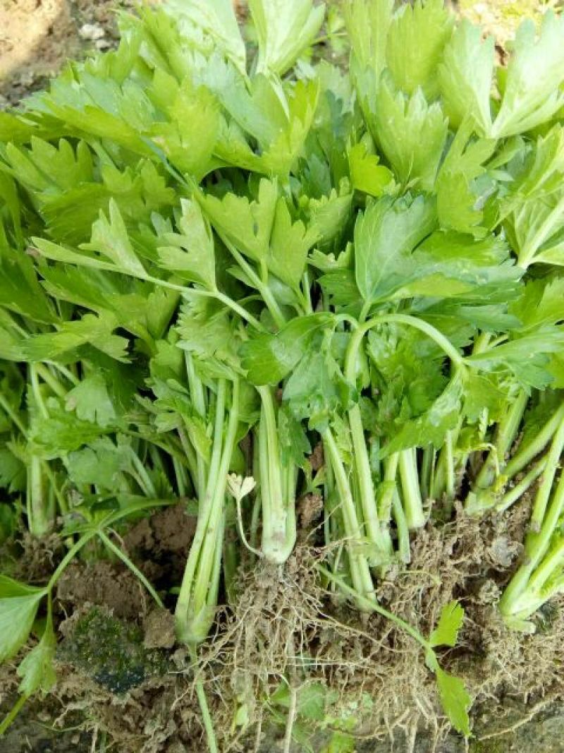 芹菜苗15~20cm