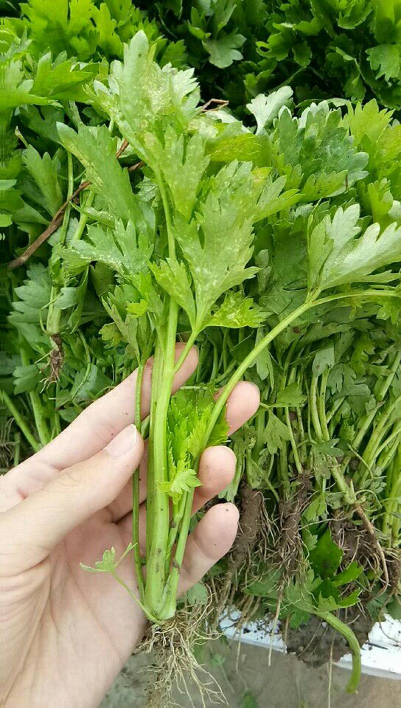 芹菜苗15~20cm