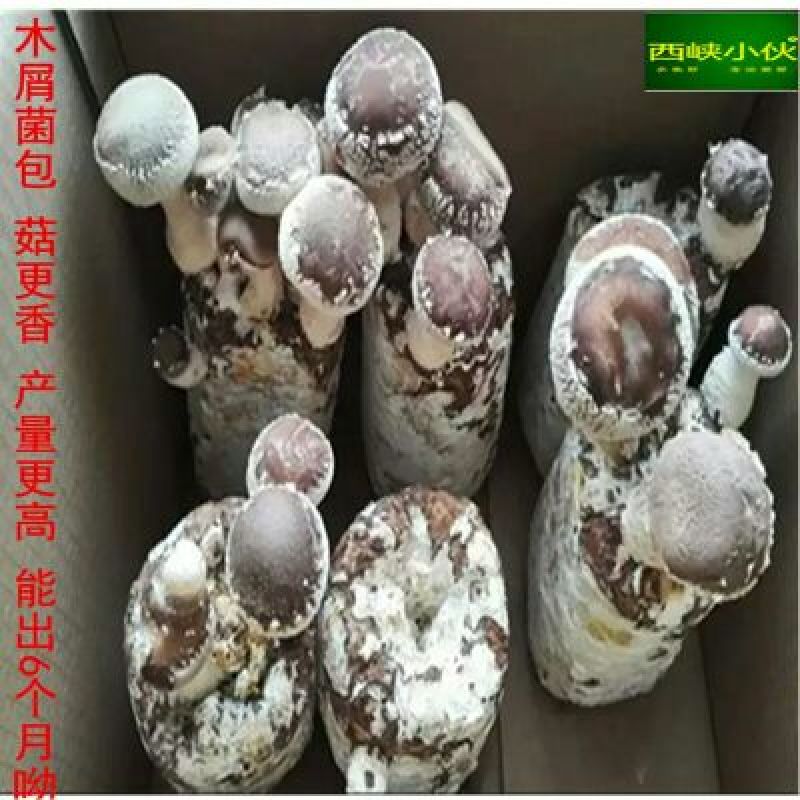 菌包香菇平菇猴头菇灵芝菌棒菌袋栽培袋批发