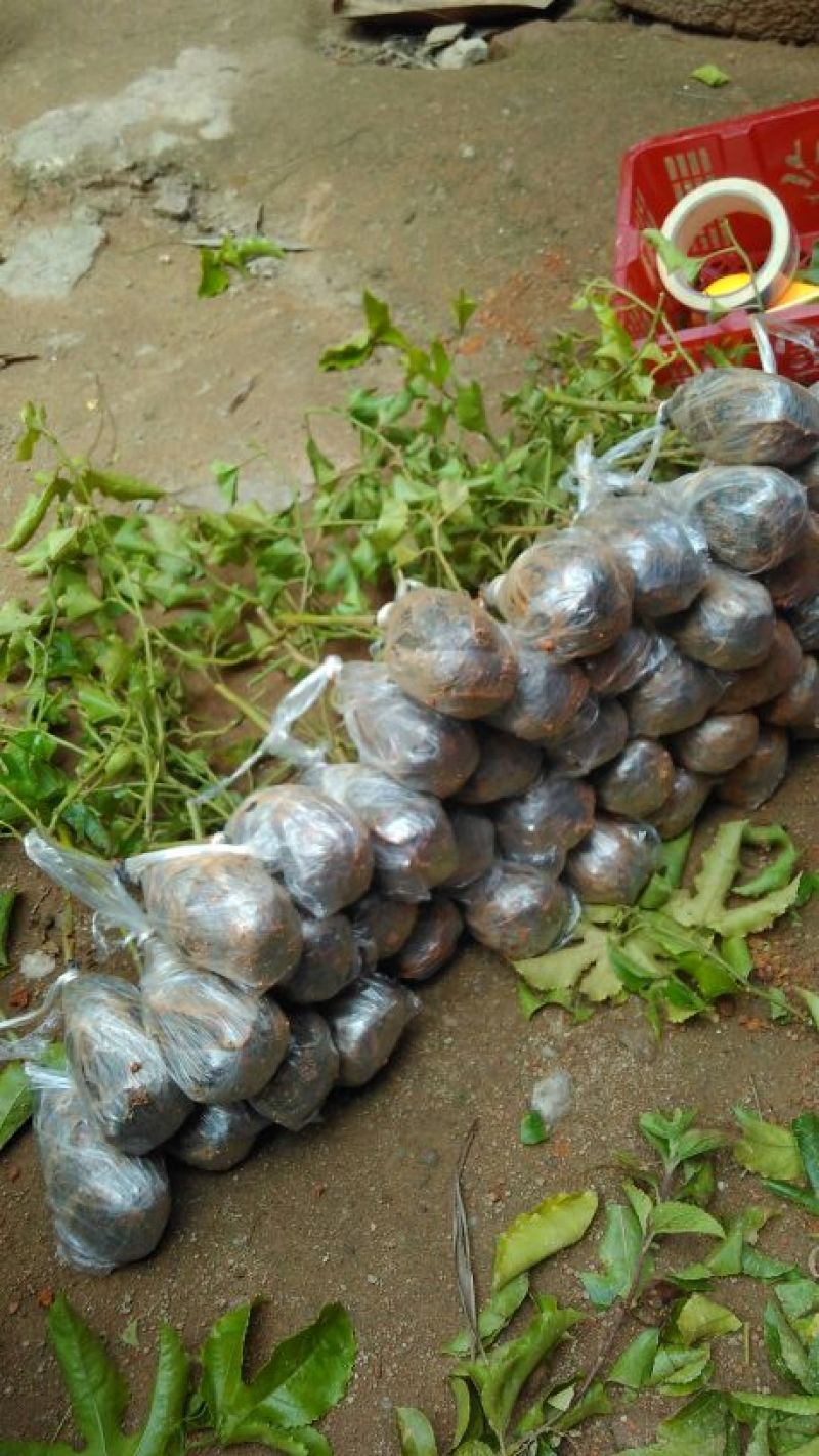 紫香1号百香果苗20~30cm