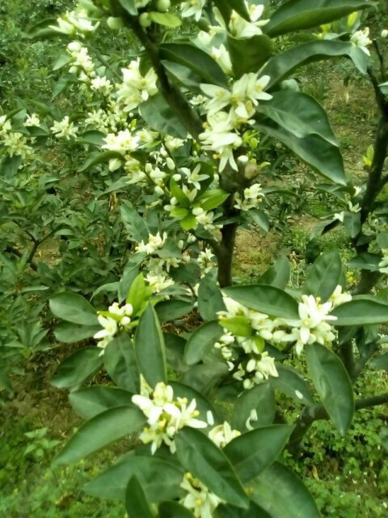 塔罗科血橙65~70mm