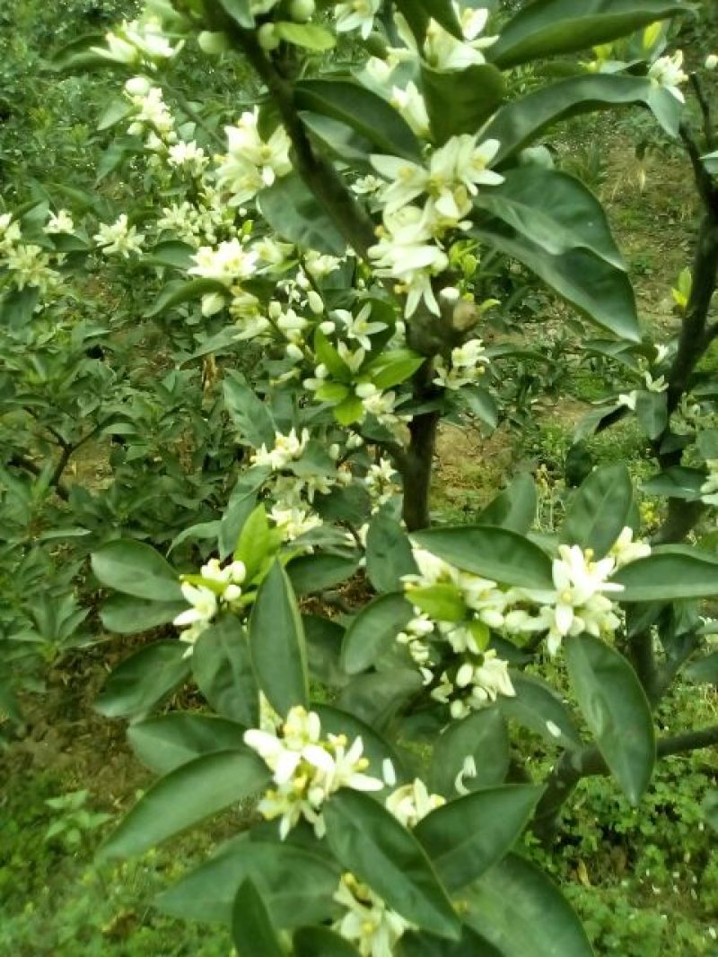 塔罗科血橙65~70mm