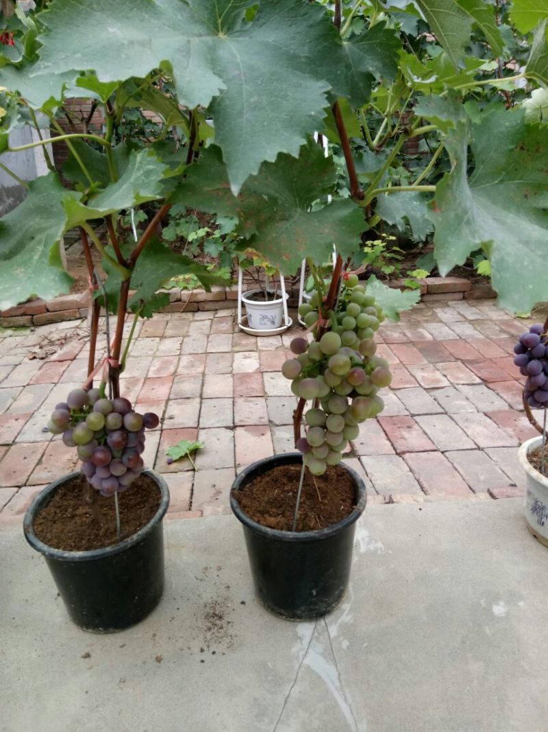 盆栽葡萄50~80cm