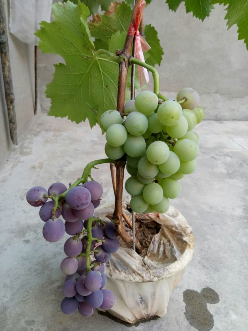 盆栽葡萄50~80cm