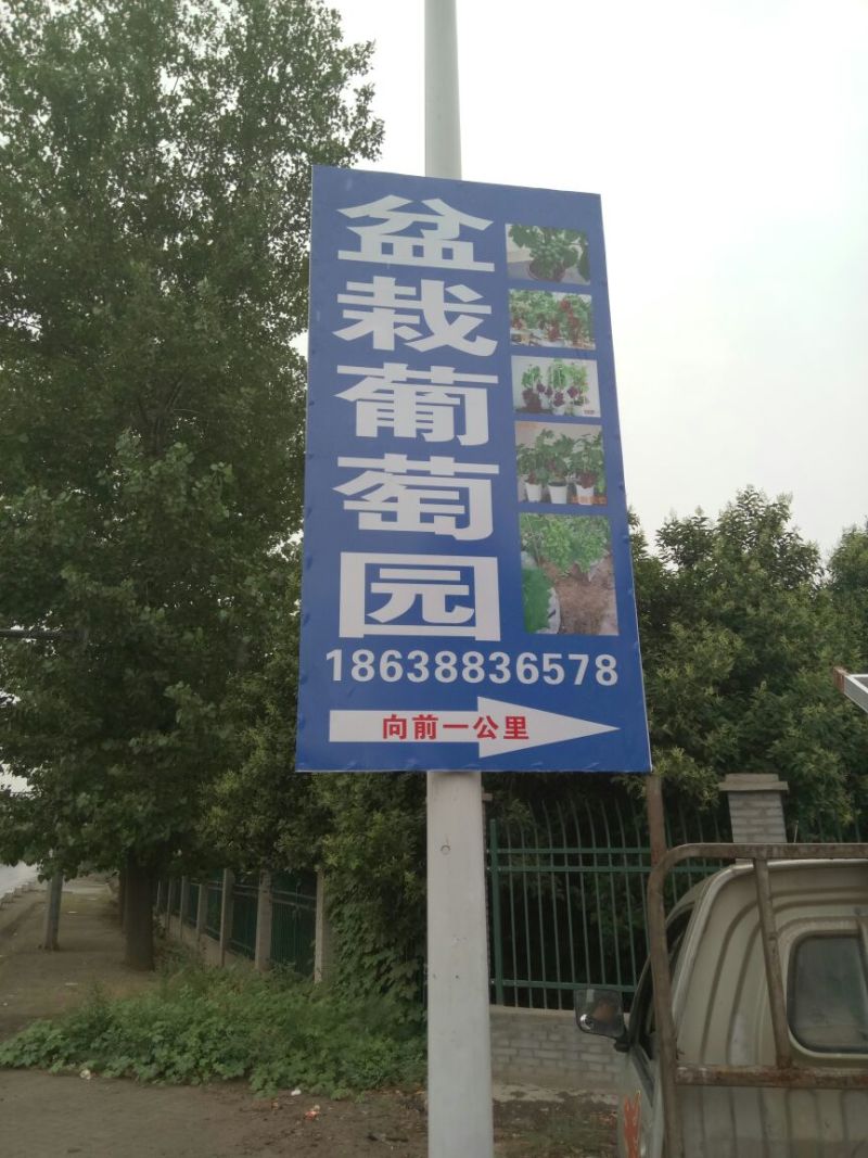 盆栽葡萄50~80cm