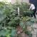 盆栽葡萄50~80cm