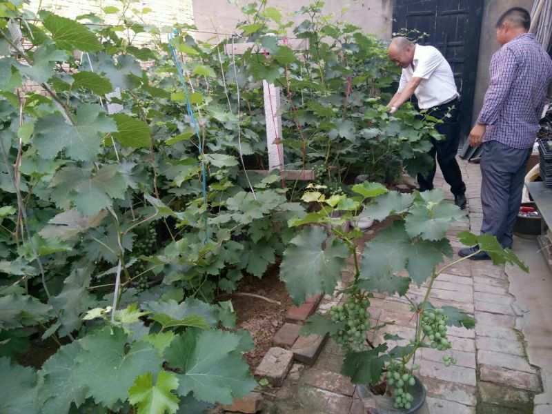 盆栽葡萄50~80cm