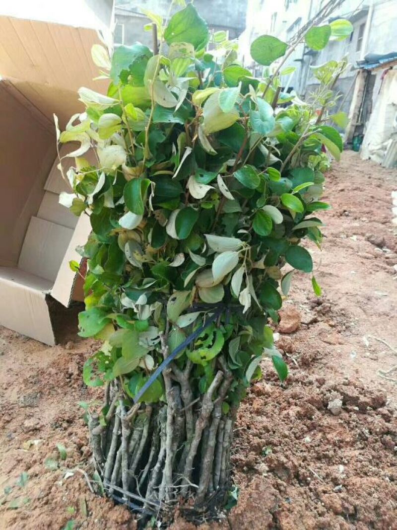 青枣苗50~80cm