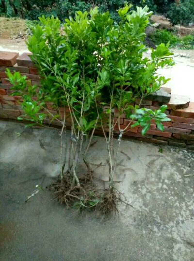杨梅苗杨梅树苗