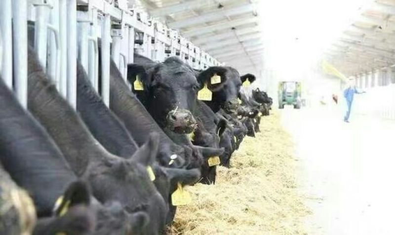 肉牛400~500斤
