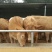 肉牛400~500斤