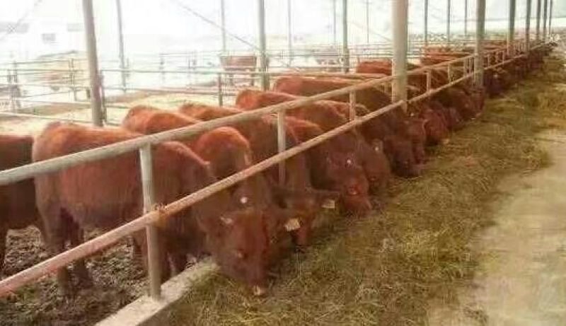 肉牛400~500斤
