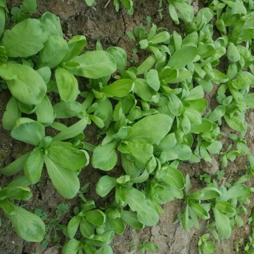 茼蒿5~10cm