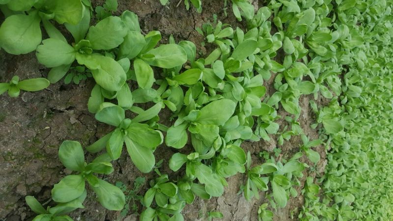 茼蒿5~10cm
