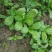茼蒿5~10cm