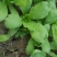 茼蒿5~10cm