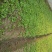 茼蒿5~10cm
