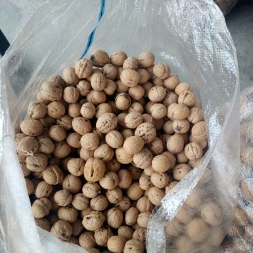 香玲薄皮核桃树苗嫁接核桃树苗成活率高