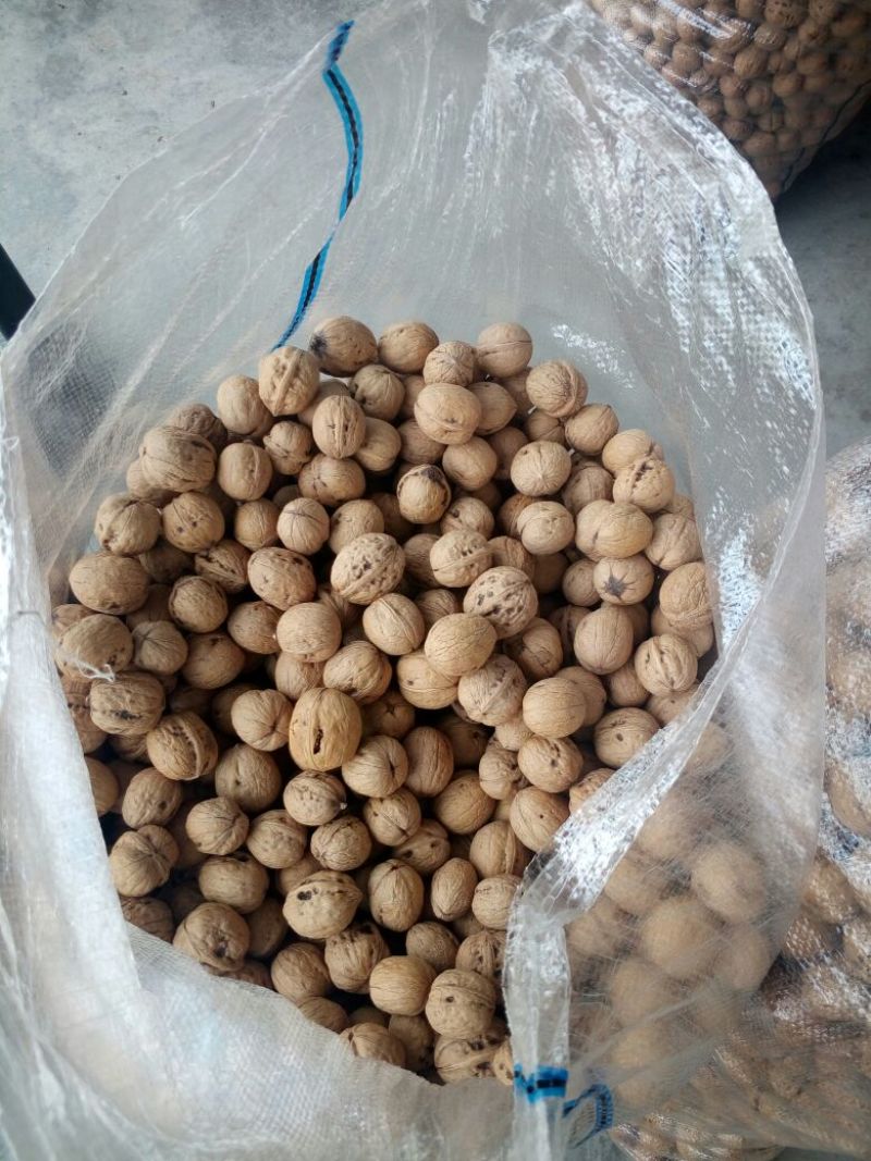 香玲薄皮核桃树苗嫁接核桃树苗成活率高