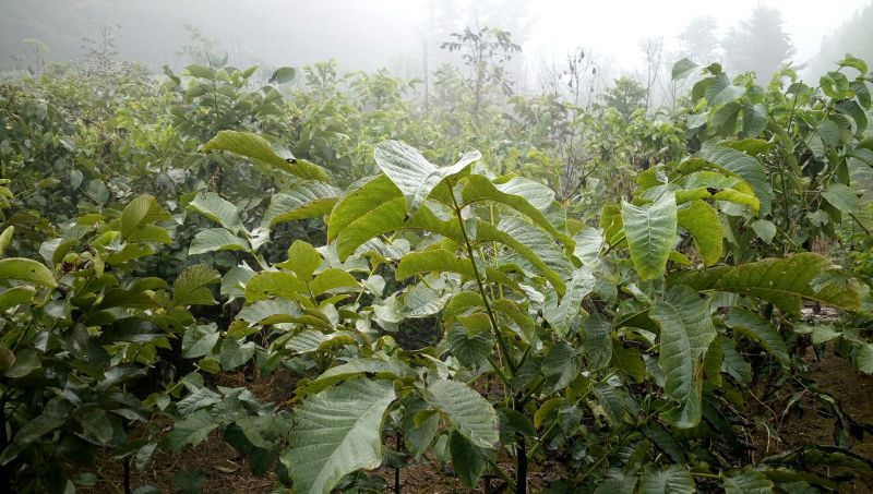香玲薄皮核桃树苗嫁接核桃树苗成活率高